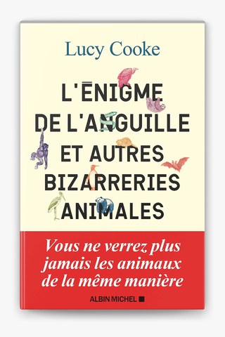 Couverture de L'Enigme de l'anguille
